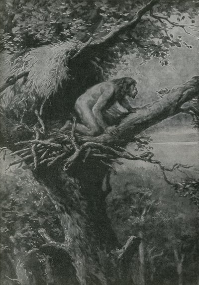 Probablemente arbóreo - ilustrado por R L S de English School