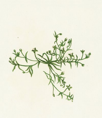 Sagina procumbente, Sagina Procumbens de English School
