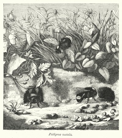 Psithyrus vestalis de English School