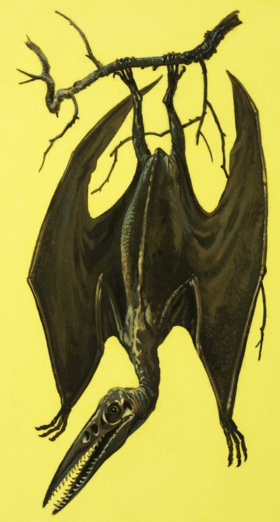 Pterodactylus de English School