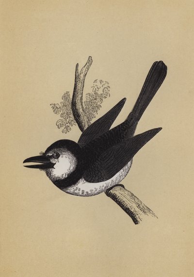 Pájaro soplador de English School