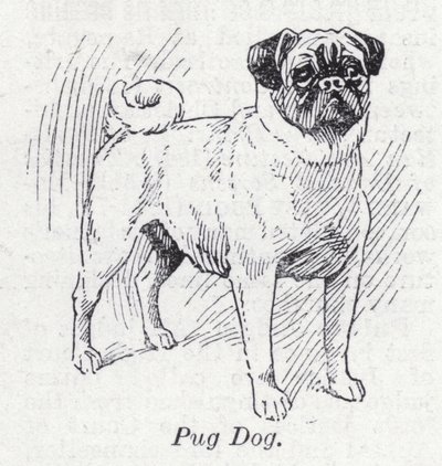 Perro pug de English School