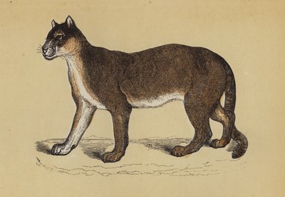 Puma de English School