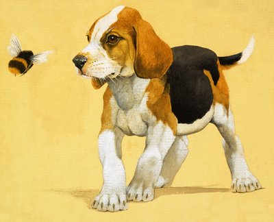 Cachorro de English School