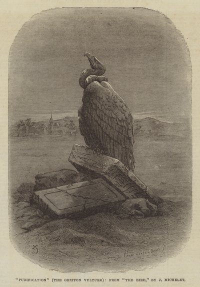 "Purificación" (El Buitre Leonado), de "El Pájaro," por J Michelet de English School