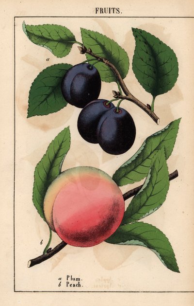 ciruelas moradas-negras y melocotón rosa   , de "The Instructive Picturebook, or Lessons from the Vegetable World", [Charlotte Mary Yonge], Edimburgo de English School