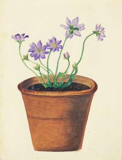 Flores púrpuras en una maceta de terracota, c.1825 de English School
