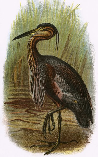 Garza morada de English School