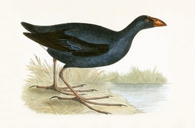 Gallineta morada, ilustración de 