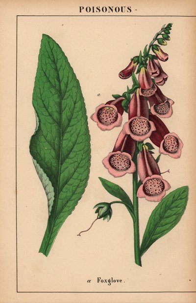Dedalera morada  , de "The Instructive Picturebook, or Lessons from the Vegetable World", [Charlotte Mary Yonge], Edimburgo de English School