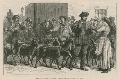 Cabras pirenaicas en Londres de English School
