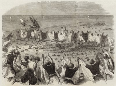 Captura de codornices en Siria de English School