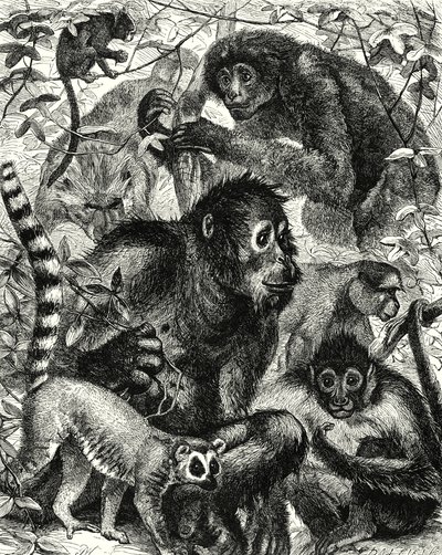 Quarumana: La tribu de los monos (grabado) de English School