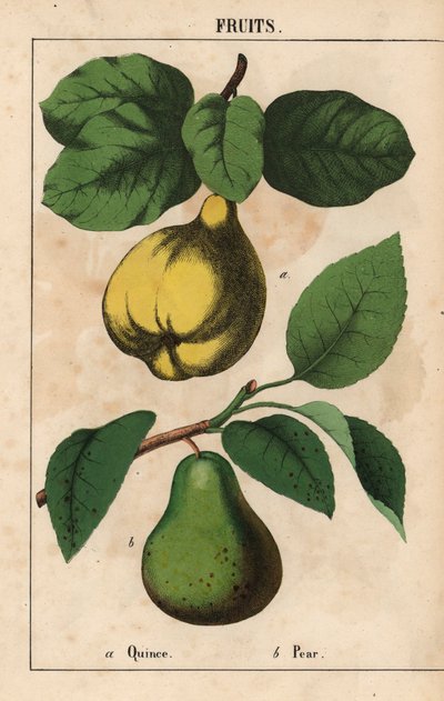 membrillo y pera  , de "The Instructive Picturebook, or Lessons from the Vegetable World", [Charlotte Mary Yonge], Edimburgo de English School