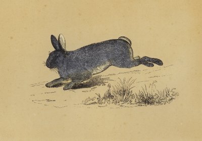 Conejo de English School
