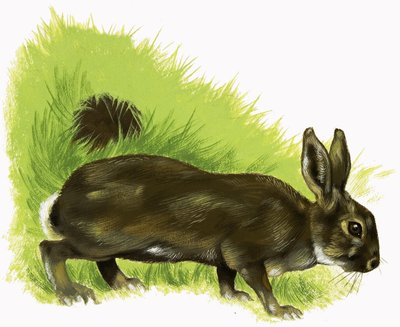 Conejo de English School