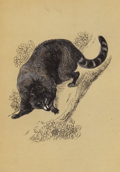Mapache de English School