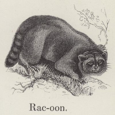 Mapache (grabado) de English School