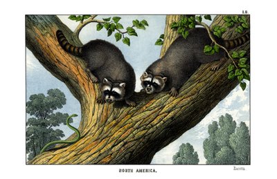 Racoon de English School