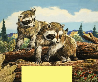 Mapaches de English School