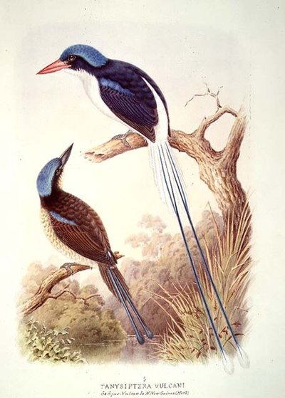 Martín Pescador de Cola de Raqueta, fol. 12 Vol III, del 