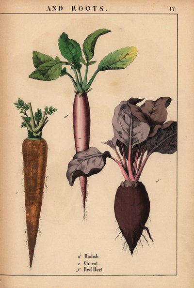 Rábano, zanahoria y remolacha roja.  , de "The Instructive Picturebook, or Lessons from the Vegetable World", [Charlotte Mary Yonge], Edimburgo de English School