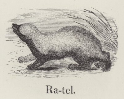 Ratel (grabado) de English School