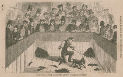 Caza de ratas en el Graham Arms, Graham Street, Londres de English School