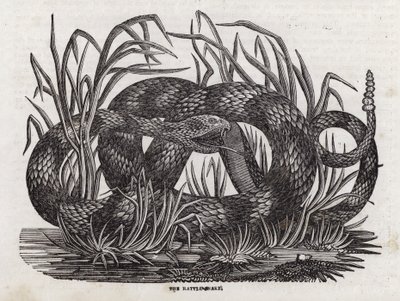 Serpiente de cascabel de English School