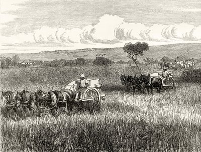 Cosecha en el sur de Adelaida, c.1880, de 