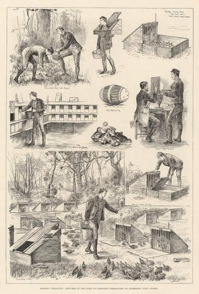 Cría de Faisanes, Bocetos en la Faisanería del Duque de Norfolk en Angmering Park, Sussex de English School