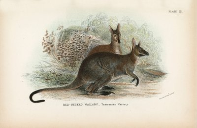 Wallaby de cuello rojo, variedad de Tasmania de English School