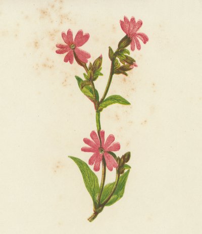 Campión rojo, Lychnis Dioica (litografía en color) de English School