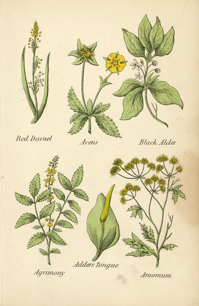 Darnel rojo, avens, aliso negro, agrimonia, lengua de víbora, amomum (litografía en color) de English School