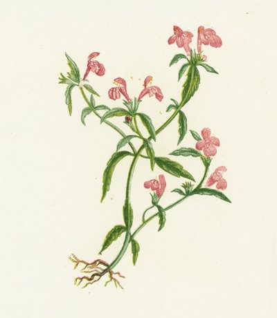 Galeopsis ladanum, Galeopsis Ladanum de English School