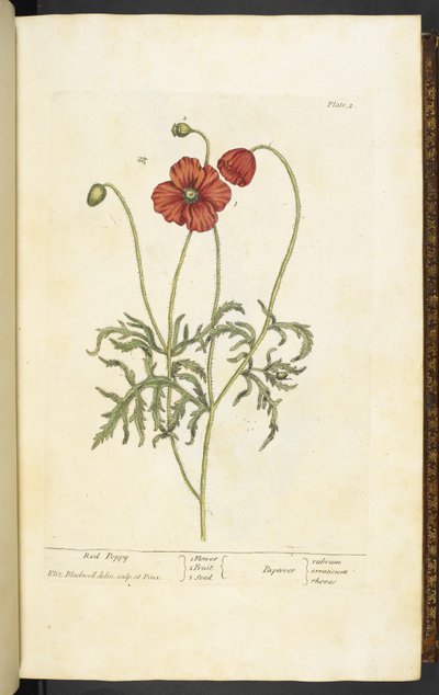 Amapola roja, placa 2 de 