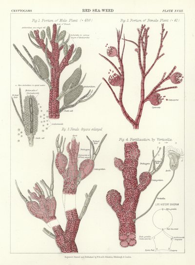Alga roja de English School