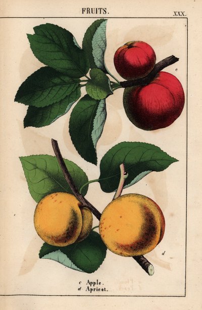 manzanas rojas y albaricoques   , de "The Instructive Picturebook, or Lessons from the Vegetable World", [Charlotte Mary Yonge], Edimburgo de English School