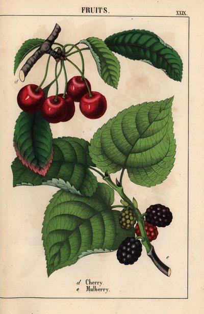 Cerezas rojas y frutos de mora   , de "The Instructive Picturebook, or Lessons from the Vegetable World", [Charlotte Mary Yonge], Edimburgo de English School