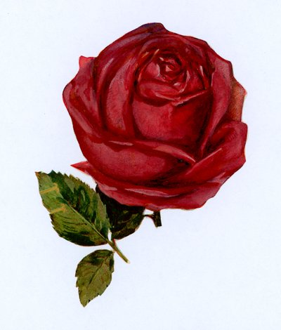 Rosa roja de English School