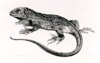 Reptil, ilustración de 