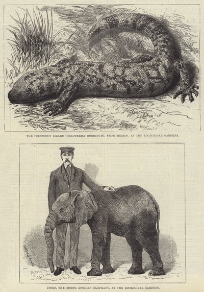 Residentes del Zoológico de Londres de English School