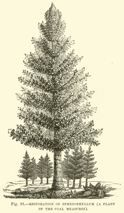 Restauración de Sphenophyllum, una planta de las Medidas del Carbón de English School