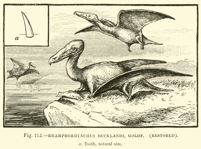 Rhamphorhynchus Bucklandi, Goldf, restaurado de English School
