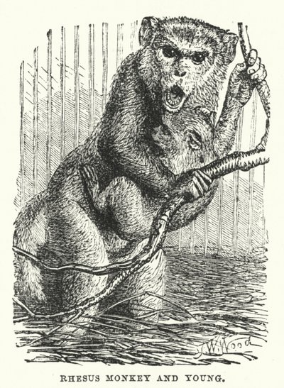 Mono Rhesus y cría (grabado) de English School