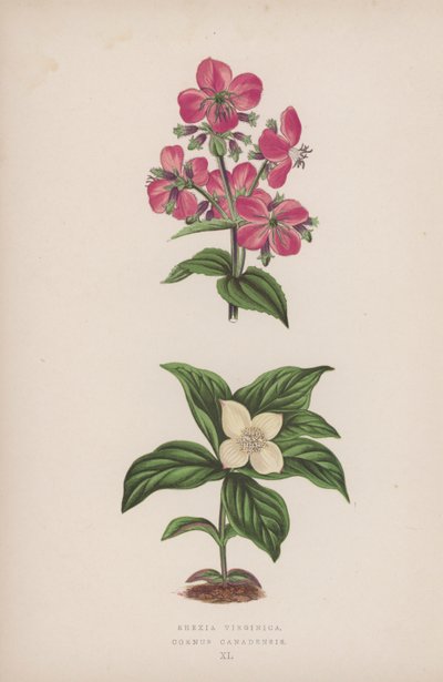 Rhexia Virginica; Cornus Canadensis (litografía en color) de English School