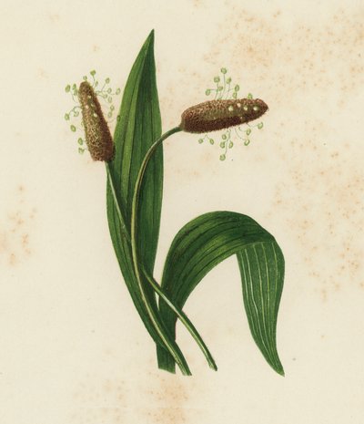 Llantén menor, Plantago Lanceolata de English School
