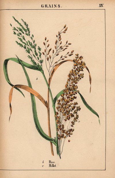 arroz y mijo  , de "The Instructive Picturebook, or Lessons from the Vegetable World", [Charlotte Mary Yonge], Edimburgo de English School