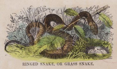 Serpiente de collar o culebra de agua de English School