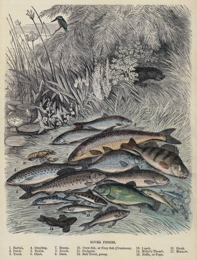Peces de río de English School